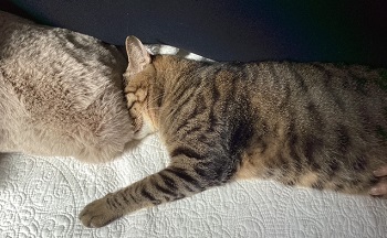 ヨーガスートラ 第２章・第１１節