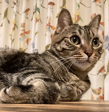 ヨーガスートラ 第２章・第１４節