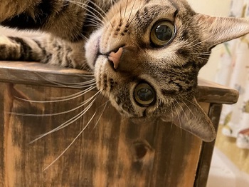 ヨーガスートラ 第２章・第１５節